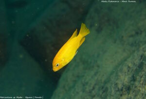 Metriaclima sp. 'msobo' Ngwasi